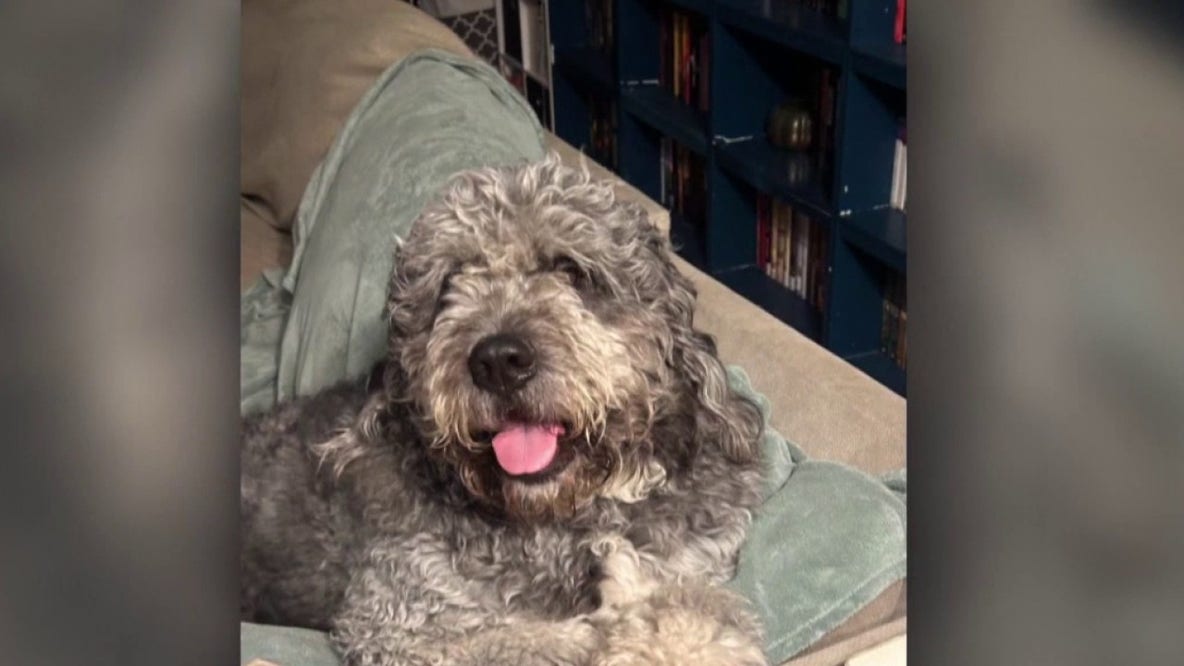 Candlelight vigil planned after LAPD fatally shoots dog following NBA championship celebration