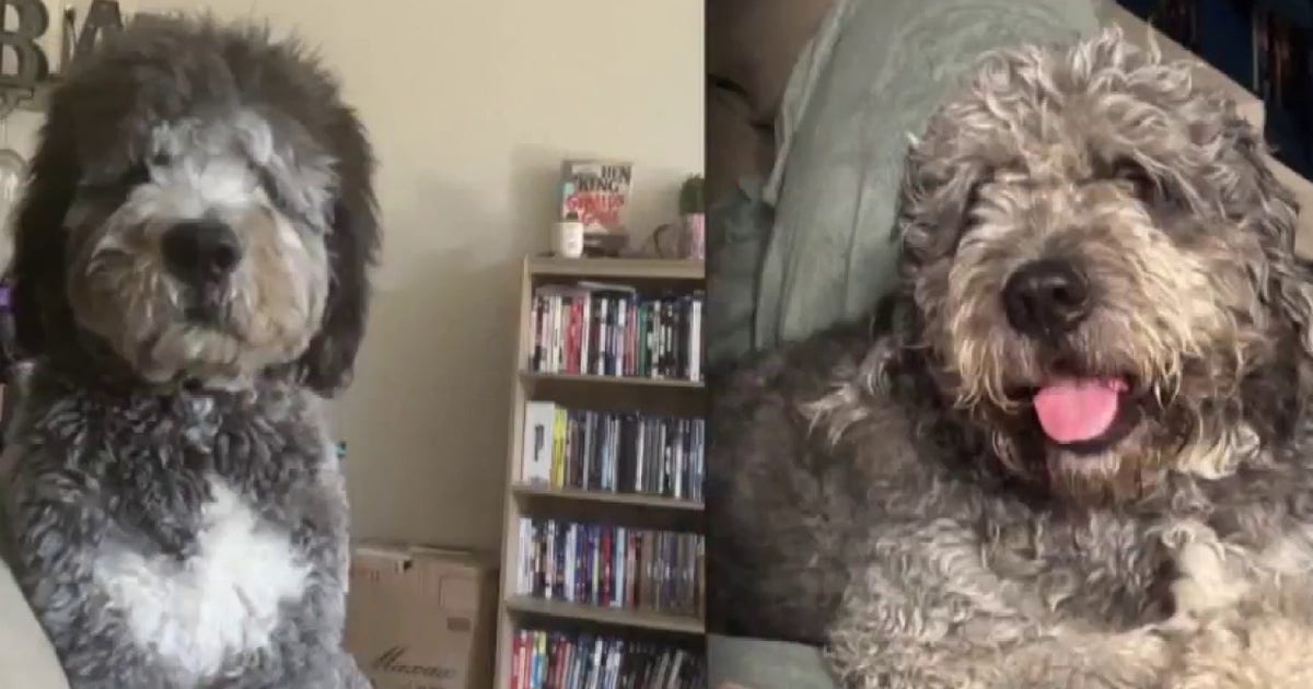 Fatal dog shooting in Canoga Park prompts calls for LAPD to release body cam footage