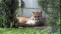 Mountain lion tranquilized in Pasadena