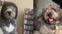 Fatal dog shooting: Activists call for the LAPD to release body cam footage