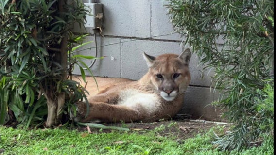 Mountain lion tranquilized in Pasadena