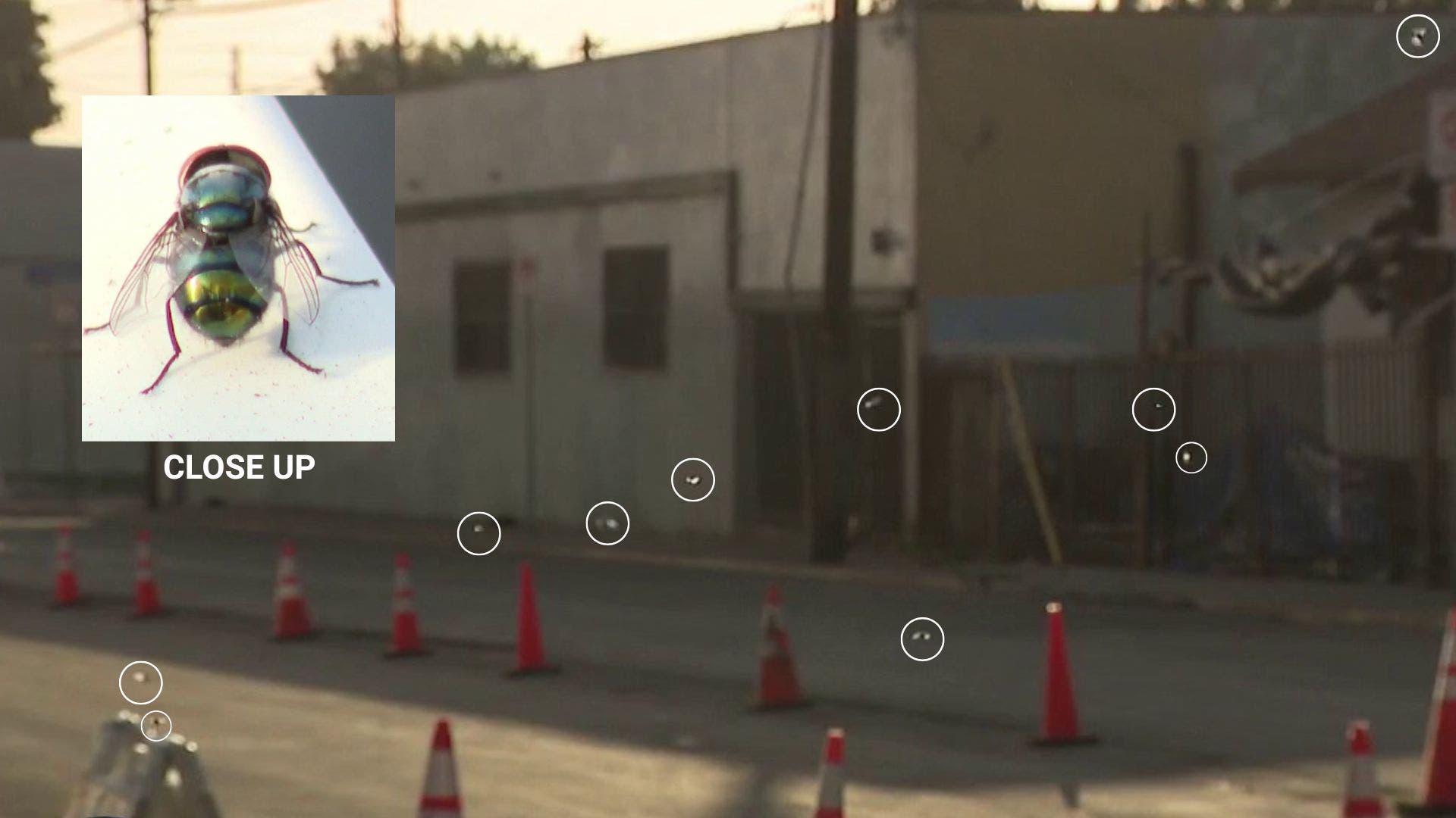 Boyle Heights residents battle fly infestation, foul odors as Lineage warehouse cleanup continues