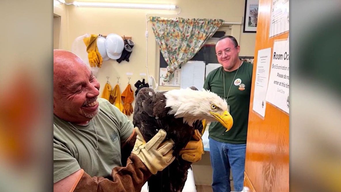 Big Bear's beloved bald eagle Jackie in 'critical condition' at rehab center