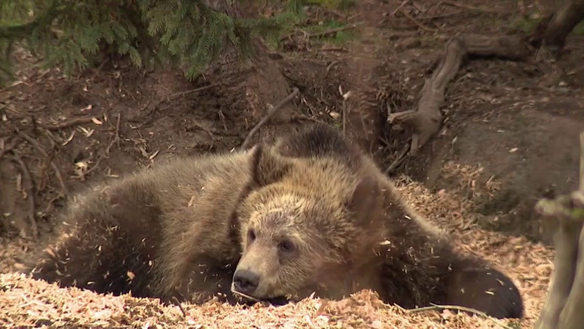 They’re on our flag, but do long-gone grizzly bears belong in modern California?