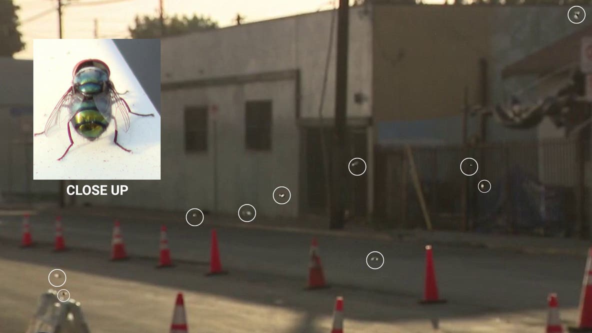 Boyle Heights residents battle fly infestation, foul odors as Lineage warehouse cleanup continues