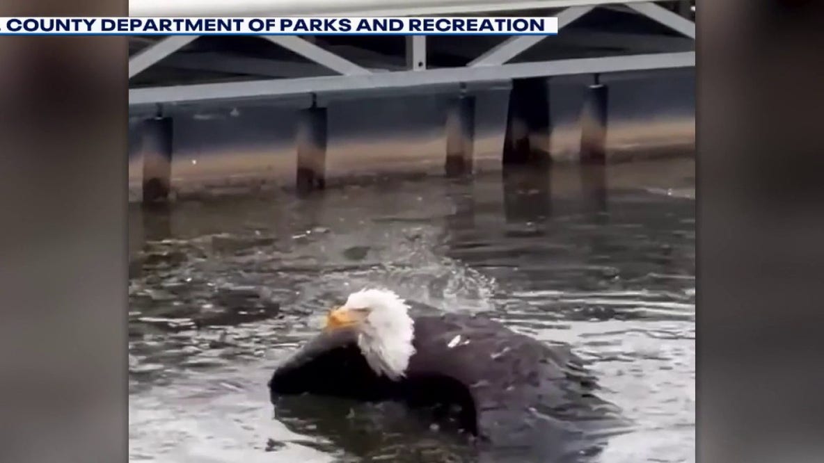 Big Bear's beloved bald eagle Jackie in 'critical condition' at rehab center