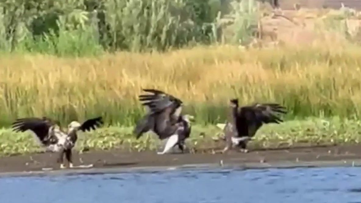 Territorial battle leaves Big Bear bald eagle Jackie fighting for life, new video shows
