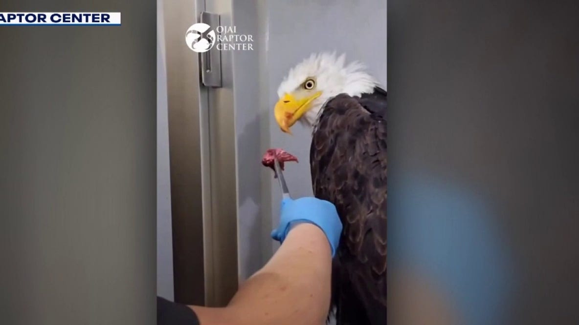 Big Bear eagle Jackie moves out of ICU as Sandy and Luna appear to depart nest