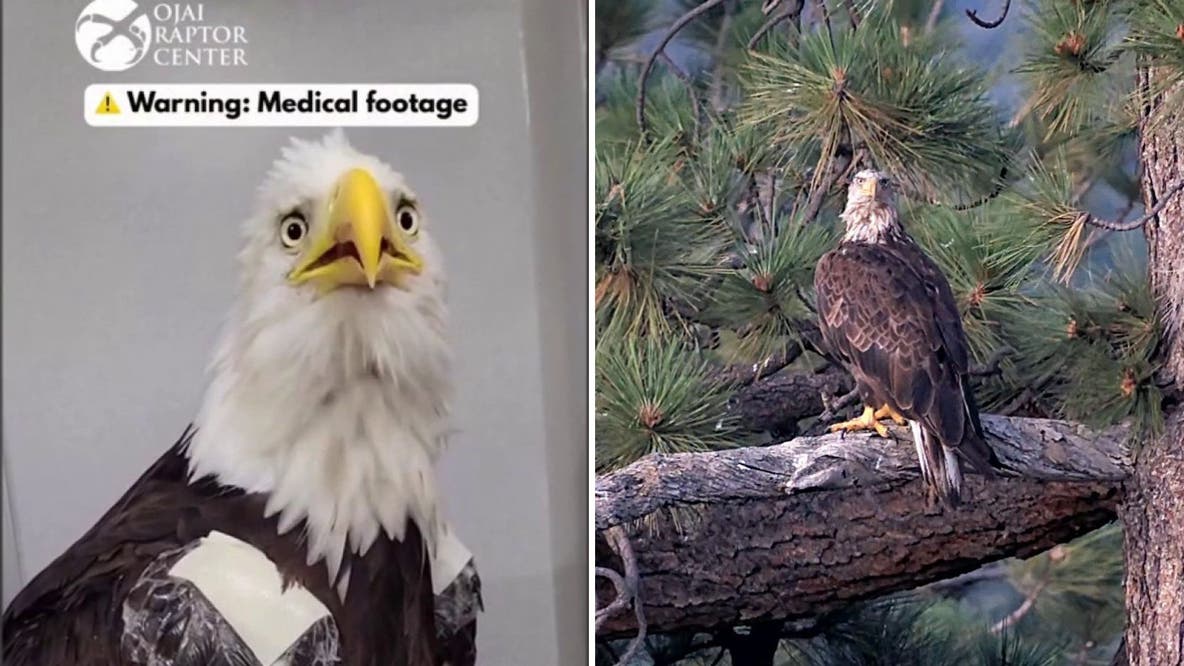 Big Bear bald eagle Jackie rebounds in care as mystery young eagle appears at nest