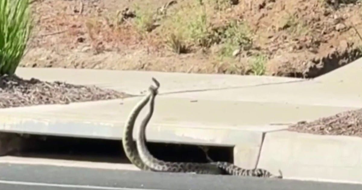 VIDEO: Rattlesnakes spotted ‘combat dancing’ on Southern California street VIDEO: Rattlesnakes spotted ‘combat dancing’ on Southern California street
