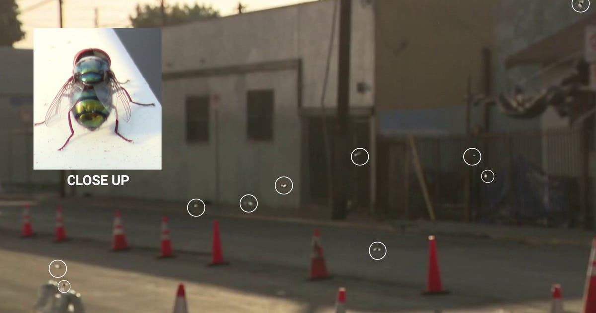 Boyle Heights residents battle fly infestation, foul odors as Lineage warehouse cleanup continues