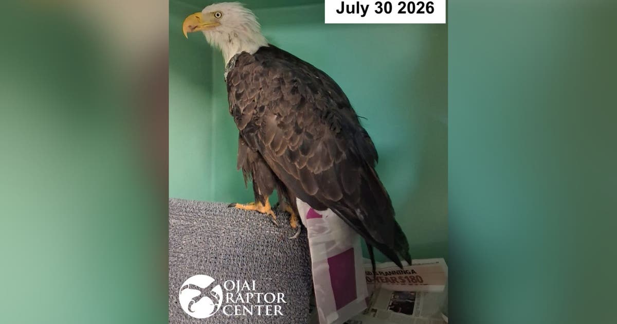Big Bear bald eagle Jackie fitted with specialized 'tail accessory' as recovery continues