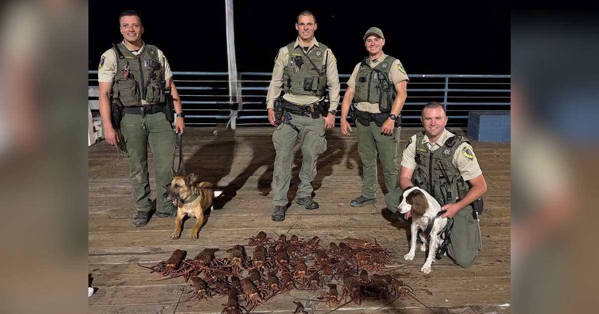 6 arrested at Santa Monica Pier in spiny lobster poaching crackdown