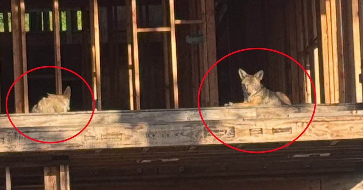 Coyotes in WeHo: Pack seemingly takes over abandoned construction site