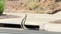 VIDEO: Rattlesnakes spotted 'combat dancing' on Southern California street