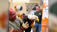Big Bear's beloved bald eagle Jackie in 'critical condition' at rehab center