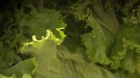 California's Taylor Farms under federal investigation in nationwide cyclospora outbreak