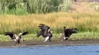 Territorial battle leaves Big Bear bald eagle Jackie fighting for life, new video shows