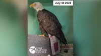Big Bear bald eagle Jackie fitted with specialized ‘tail accessory' as recovery continues