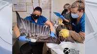 Big Bear bald eagle Jackie shows signs of improvement, still facing critical recovery