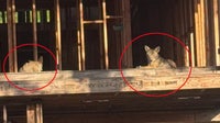 Coyotes in WeHo: Pack seemingly takes over abandoned construction site