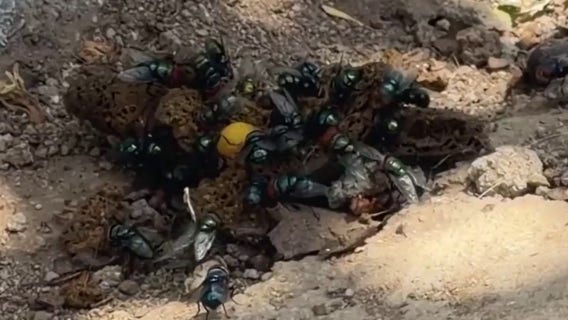 Boyle Heights residents continue to battle flies, rodents after Lineage warehouse fire