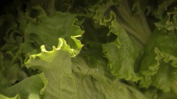 California's Taylor Farms under federal investigation in nationwide cyclospora outbreak