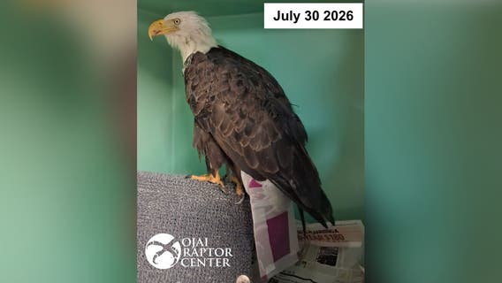 Big Bear bald eagle Jackie fitted with specialized 'tail accessory' as recovery continues