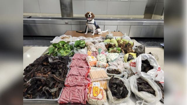 99 pounds of lizard parts, raw meat, and plants from Thailand seized at Los Angeles port