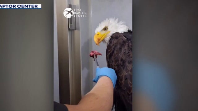Big Bear eagle Jackie moves out of ICU as Sandy and Luna appear to depart nest