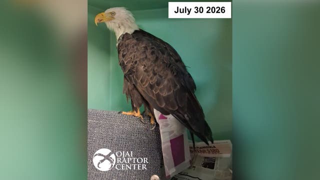 Big Bear bald eagle Jackie fitted with specialized ‘tail accessory' as recovery continues