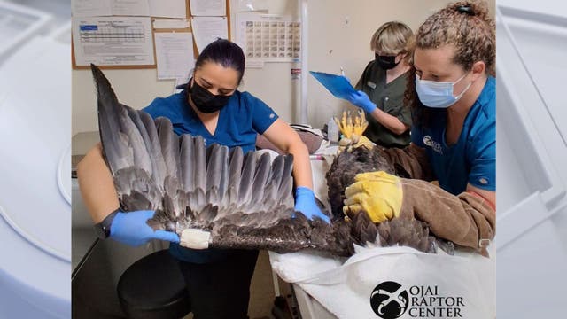 Big Bear bald eagle Jackie shows signs of improvement, still facing critical recovery