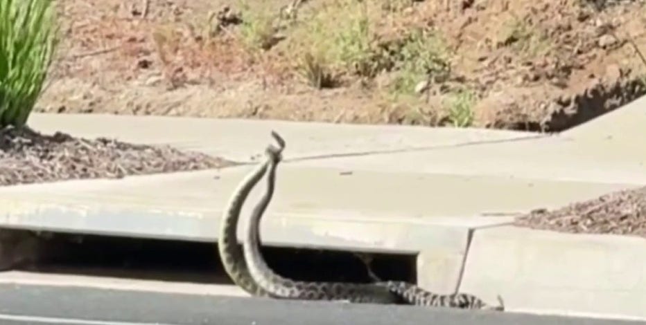 VIDEO: Rattlesnakes spotted 'combat dancing' on Southern California street