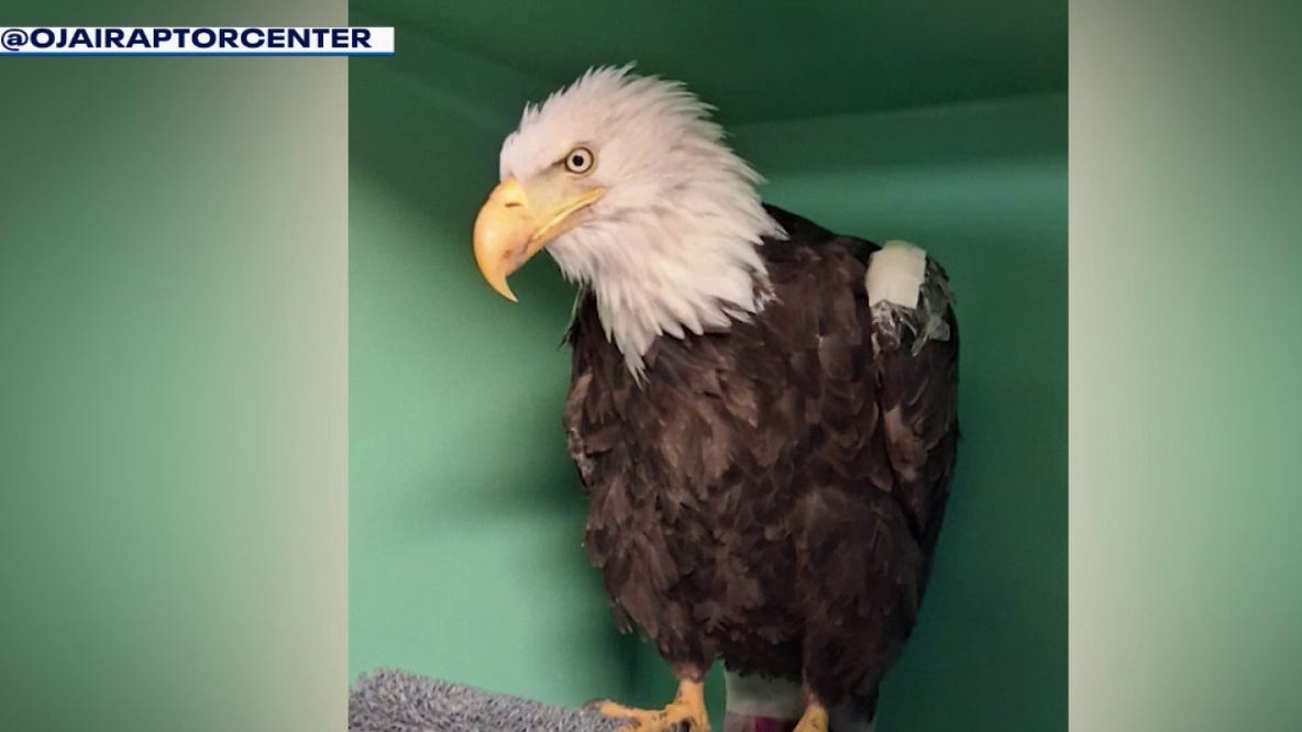 Big Bear bald eagle Jackie marks 2 weeks since rescue at Ojai Raptor Center: Here's the latest update
