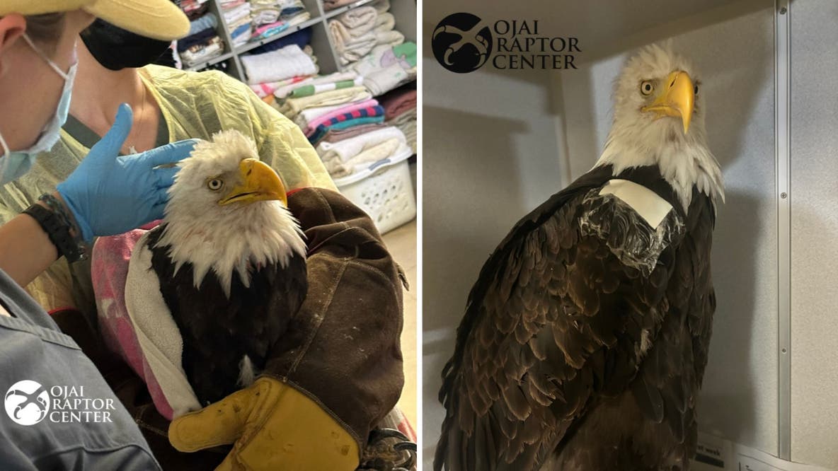 How Jackie the eagle's passing highlights the mission of the National Eagle Repository