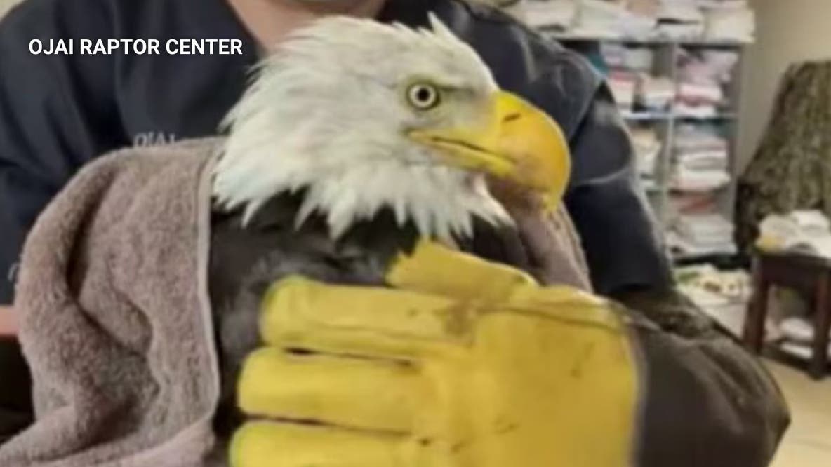 Big Bear community says goodbye to Jackie, the bald eagle