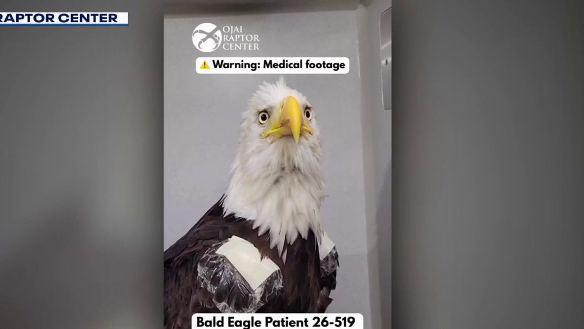 Big Bear bald eagle Jackie's road to recovery: A step-by-step timeline from rescue to ICU setback
