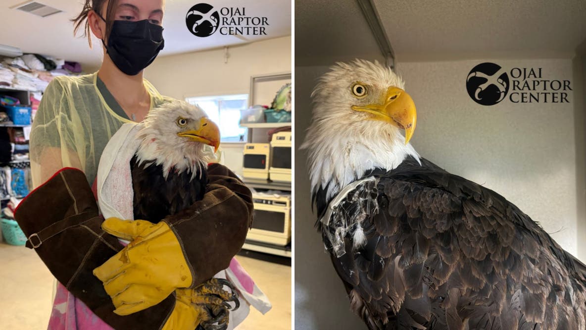 New details shed light on Jackie the bald eagle's final days, unanswered questions