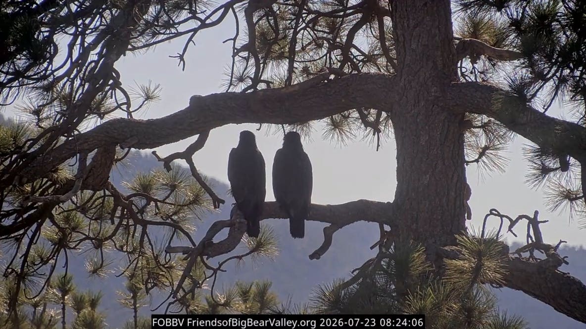 Big Bear bald eagle fledglings Sandy and Luna depart valley as Shadow begins summer vacation