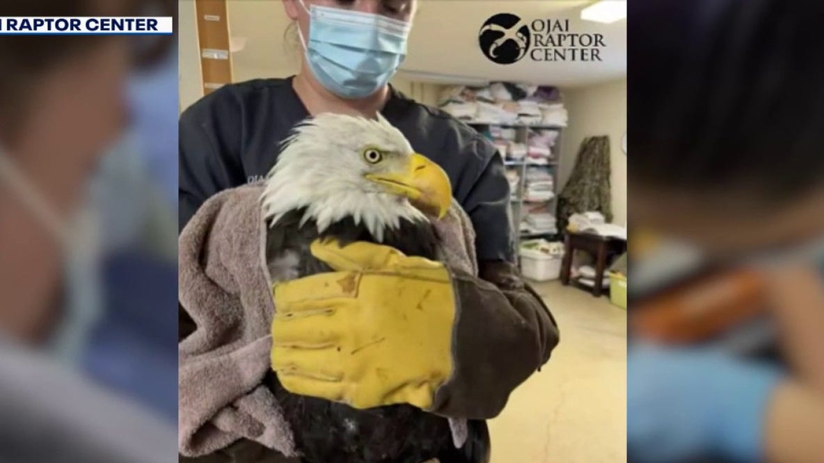 Big Bear bald eagle Jackie undergoes advanced scans as vets search for cause of mystery illness