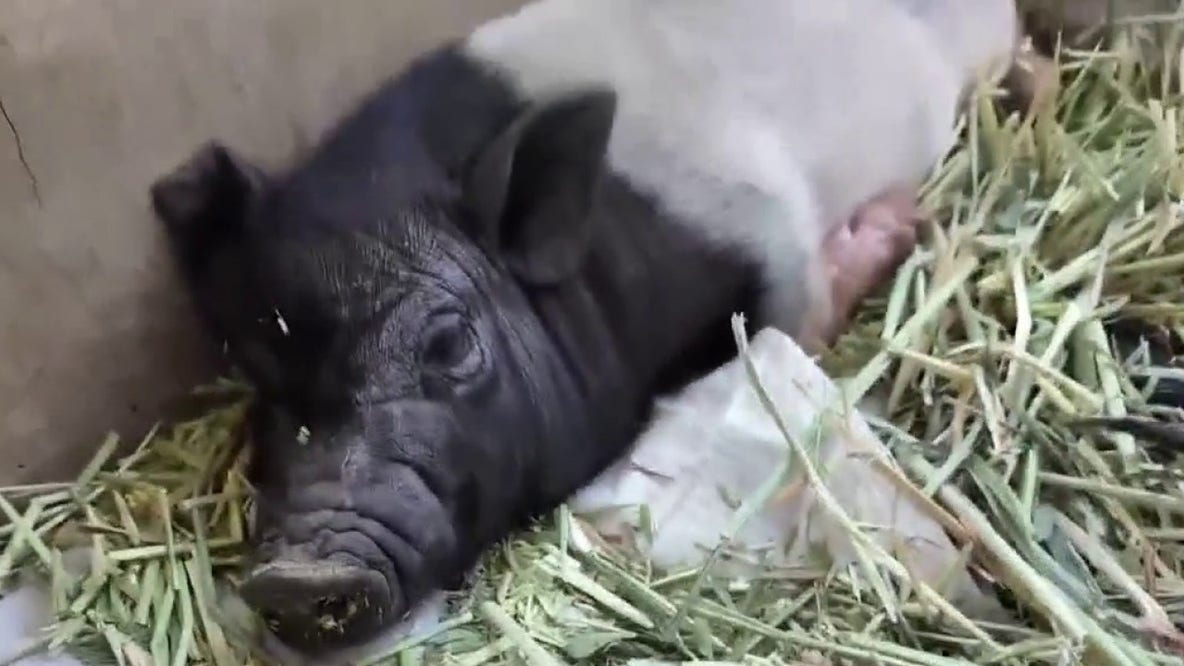 Runaway pig Wilbur becomes West Hollywood celebrity, may soon be up for adoption