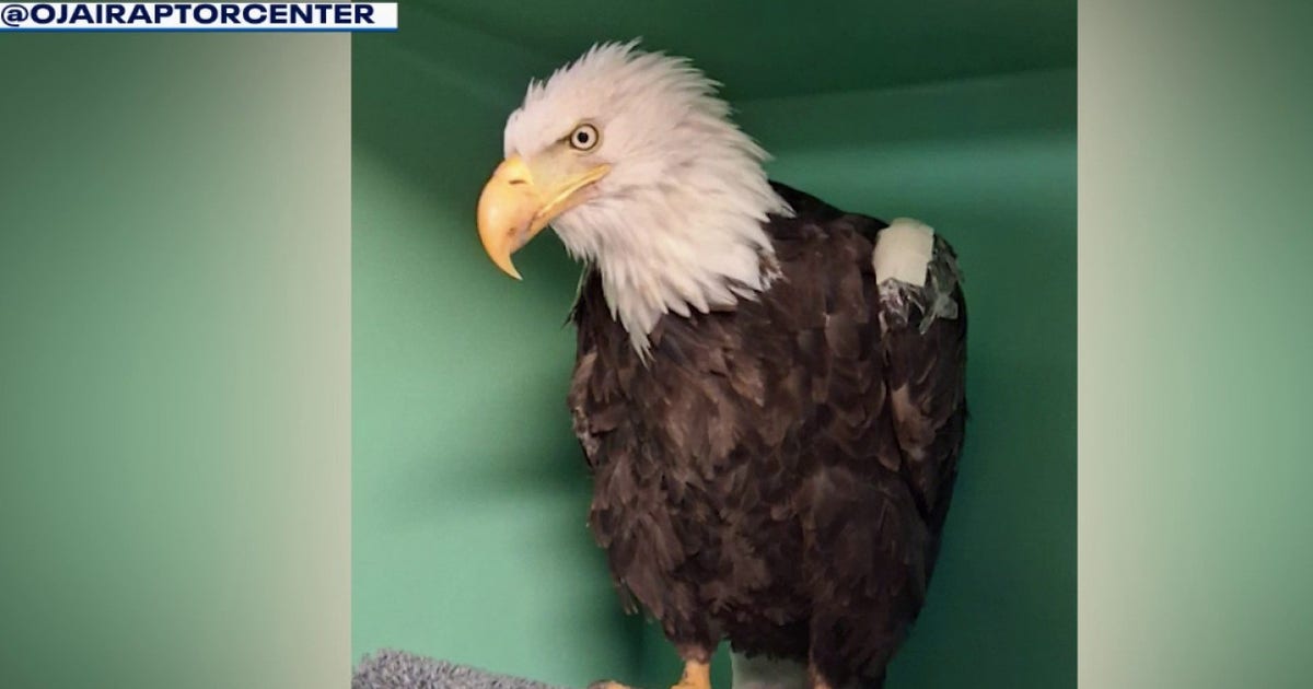 Big Bear bald eagle Jackie dies after weeks of intensive medical care Big Bear bald eagle Jackie dies after weeks of intensive medical care
