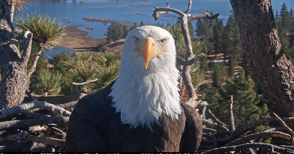 Remembering Jackie: Officials announce next steps for Big Bear bald eagle's remains