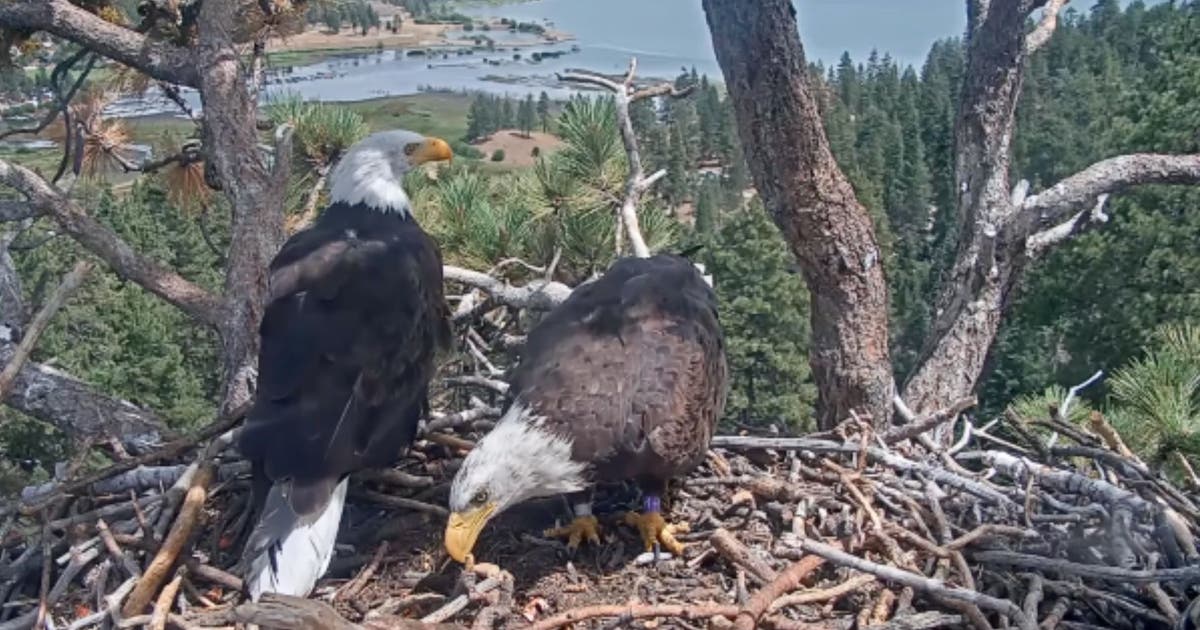 Shadow finds company: a new eagle visits Big Bear nest weeks after Jackie's death