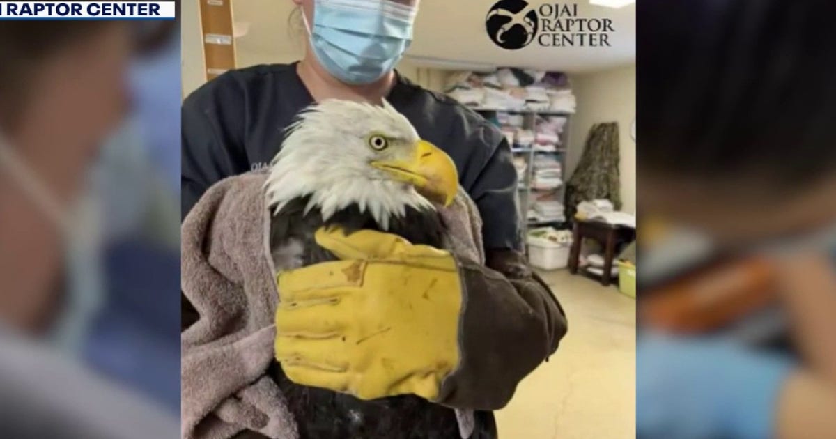 Big Bear bald eagle Jackie critical as blood values drop below 10%