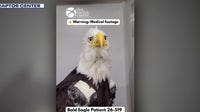 Big Bear bald eagle Jackie's road to recovery: A step-by-step timeline from rescue to ICU setback