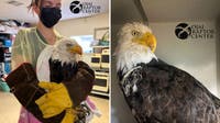 New details shed light on Jackie the bald eagle's final days, unanswered questions