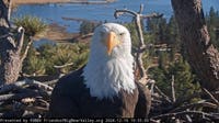 Remembering Jackie: Officials announce next steps for Big Bear bald eagle's remains