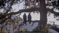 Big Bear bald eagle fledglings Sandy and Luna depart valley as Shadow begins summer vacation