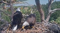 Shadow shares Big Bear nest with new eagle KD1 following loss of mate Jackie